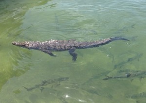 coccodrillo-in-laguna