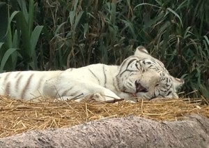 tigra-bianca